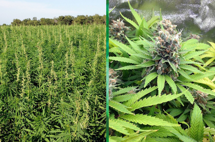 Hemp vs Marijuana hemp-vs-marijuana
