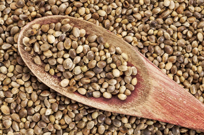 Hemp Seeds hemp-seeds
